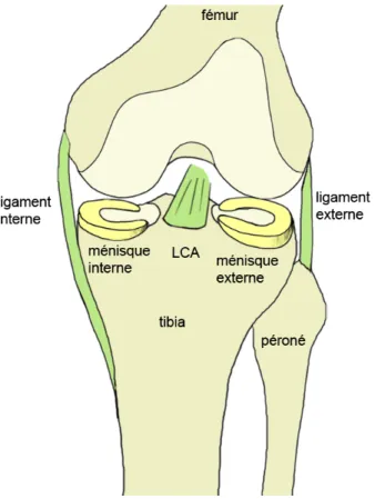 Figure 2 : Les principaux composants de l'articulation du genou. 