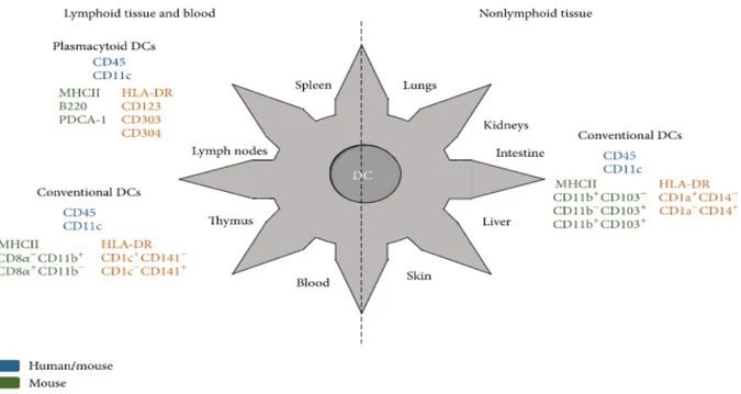 Figure 1. Specific markers expressed by human and mouse dendritic cells. Figure  reprinted with permission from (Amorim, Chagas, Sulczewski, &amp; Boscardin, 2016)