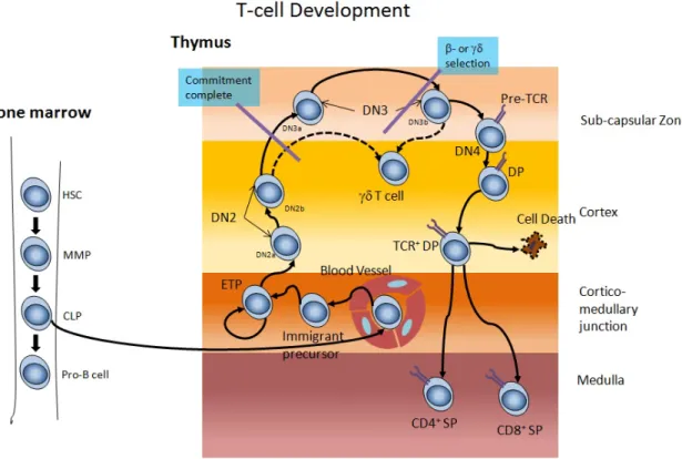 Figure  2.  Lymphocyte  differentiation  during  post-natal  period  begins  inside  thymus