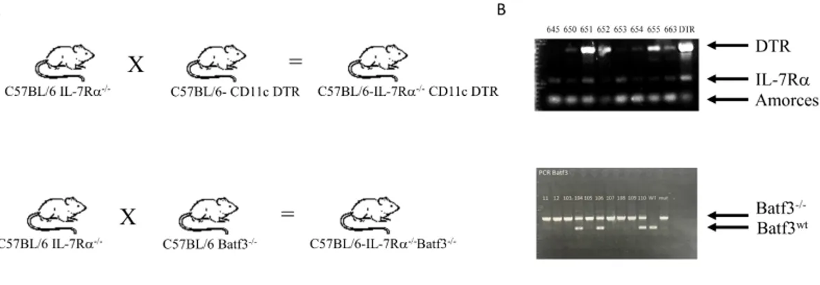 Figure 4. CD11c-DTR and Batf3  -/-  development and transgene/alteration detection. A)  IL-7Rα -/-   mice were interbred with CD11c-DTR or Batf3  -/-   mice to obtain IL-7Rα -/-   CD11c-DTR or IL-7Rα -/-  Batf3  -/-   double knockout mice