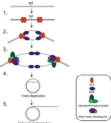 Figure 2.  Schématisation de la réplication de l’ADN viral 