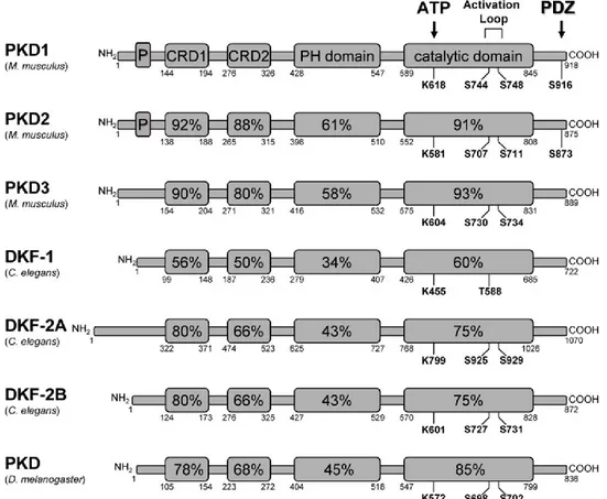 Figure 5.  Représentation schématique des différents isoformes de la PKD chez  plusieurs organismes 
