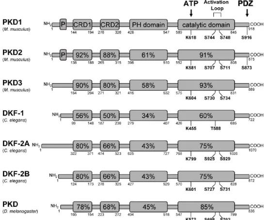 Figure 5.  Représentation schématique des différents isoformes de la PKD chez  plusieurs organismes 