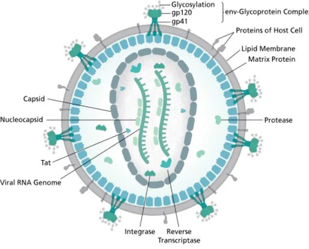 Figure 1. Représentation schématique d’un virion du VIH. Provenant de “Structure and genome of HIV” 