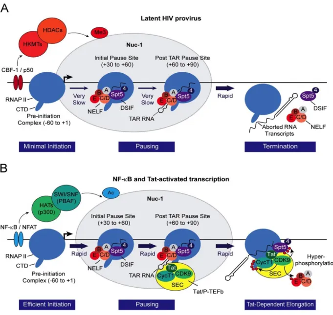 Figure 9. Régulation épigénétique et transactivation par NF-kappaB et Tat de la transcription du VIH