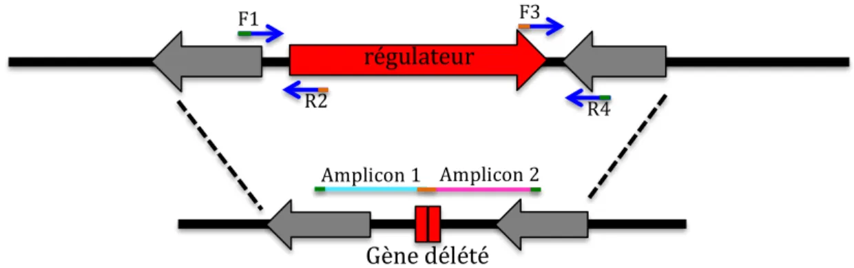 Figure 2. Représentation schématique de la construction d’un gène délété. Les 