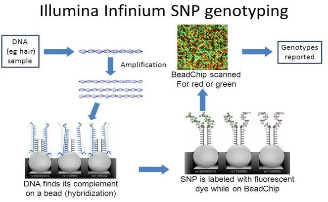 Figure 8 : Principe du génotypage de SNP de type Illumina. 