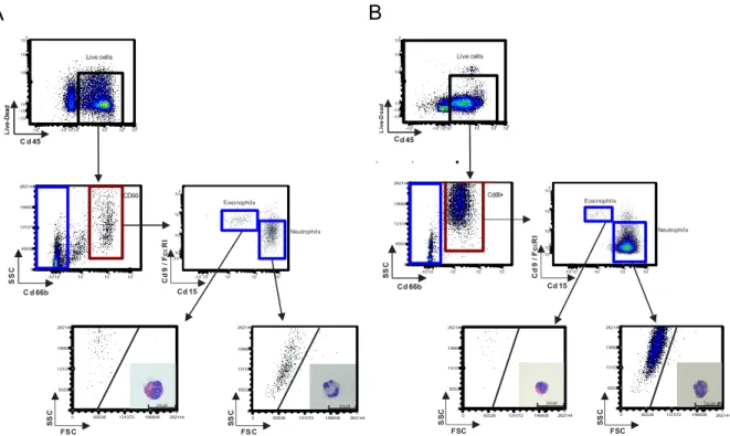 Figure  1.  Stratégie  de  tri  des  cellules  par  cytométrie  de  flux  et  identification  morphologique  des 