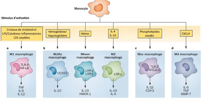 Figure  4.  Phénotypes  de  macrophages  répertoriés  au  niveau  de  lésions  athérosclérotiques