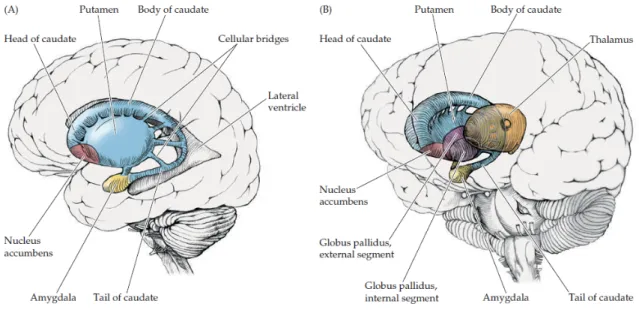 Figure 2. Localisation et principales structures formant les ganglions de la base Tirée de (Blumenfeld, 2010) 