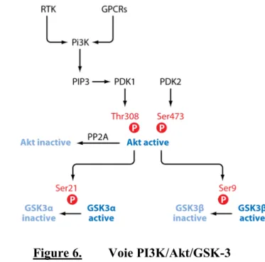 Figure 6. Voie PI3K/Akt/GSK-3  Tirée de (Beaulieu et al., 2009) 