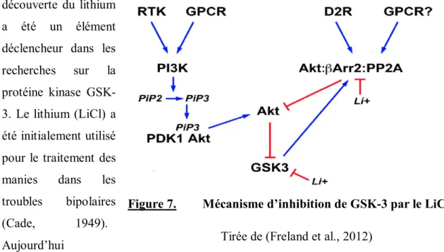 Figure 7. Mécanisme d’inhibition de GSK-3 par le LiCl   Tirée de (Freland et al., 2012) 