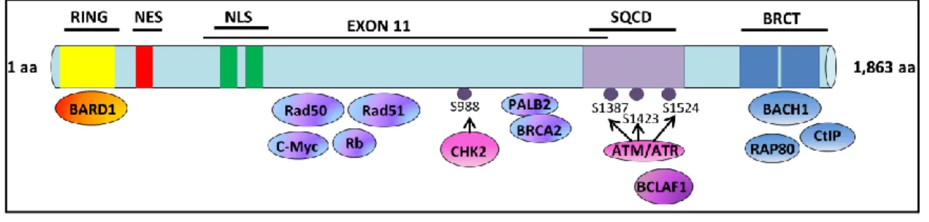 Figure 2.  Représentation schématique des domaines fonctionnels de la protéine  BRCA1