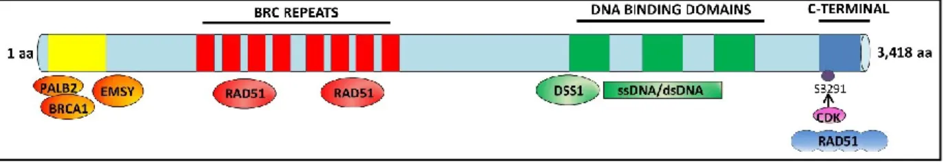 Figure 3.  Représentation schématique des domaines fonctionnels de la protéine  BRCA2 