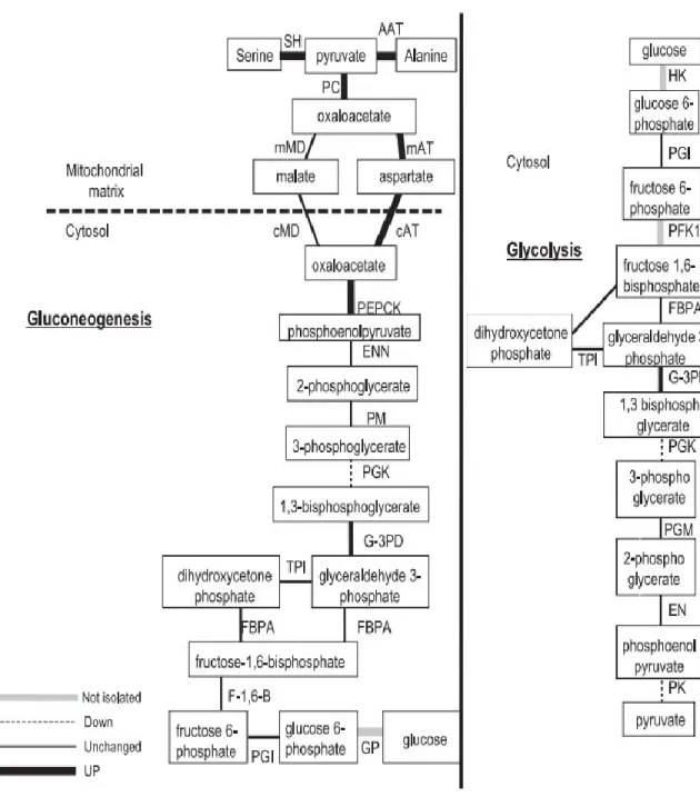 Figure 2: Gluconeogenesis and glycolysis pathway, see appendix 1 (Johnson et al., 2009)