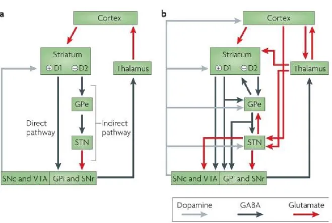 Figure 3.  (Redgrave et al):  Organization of intrinsic connections within the basal  ganglia