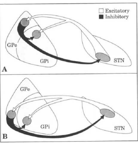Figure 5.  (Shink  et  al  1996):  Anatomical  connections  between  the  STN  and  the  pallidum
