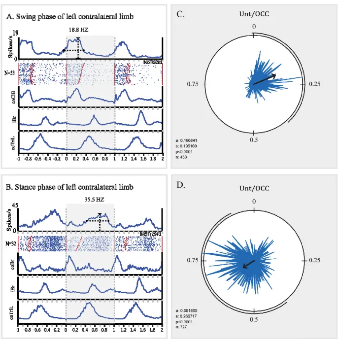 Figure 9.  Neuronal activity recorded in the STN during unobstructed locomotion.  A  and  B:  Peri-event  histograms  (PEHs)  and  raster  displays  of  2  examples  of  neurons 