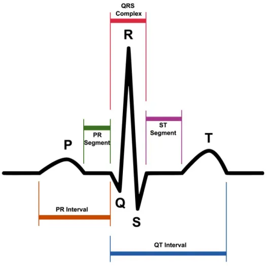Figure 1.  Tracé typique d’un ECG montrant l’activité électrique du cœur humain 