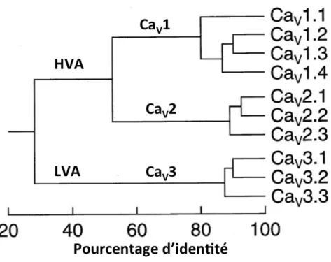 Figure 4.  Arbre phylogénique représentant les dix sous-unités Ca V a 1 des canaux 