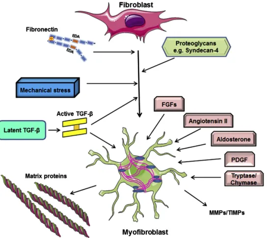 Figure 4.  Activation of cardiac fibroblasts into myofibroblasts. Activation of TGF-β  signalling pathway, expression of ED-A fibronectin splice variant, and the degradation of  ECM that induce mechanical stress stimulate the activation of cardaic fibrobla