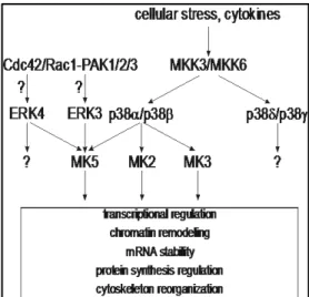 Figure 8.  Schematic representation of the regulation of MKs and their  potential physiological functions