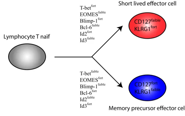 Figure 6.  Expression  relative  des  facteurs  de  transcription  lors  de  la  réponse  lymphocytaire CD8