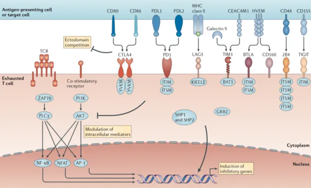 Figure 8.  Les récepteurs inhibiteurs associés à l’épuisement des LT CD8. Adapté de  250 