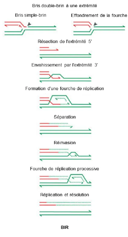 Figure 3. Étapes principales de la BIR. 