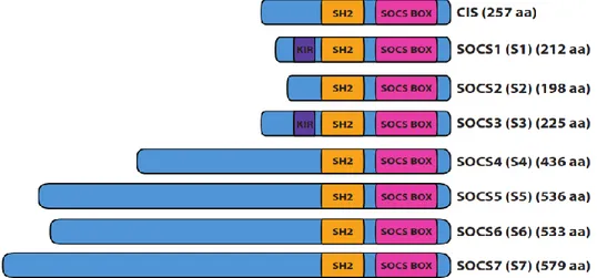 Figure 1.8 Domaines fonctionnels des protéines de la famille SOCS 
