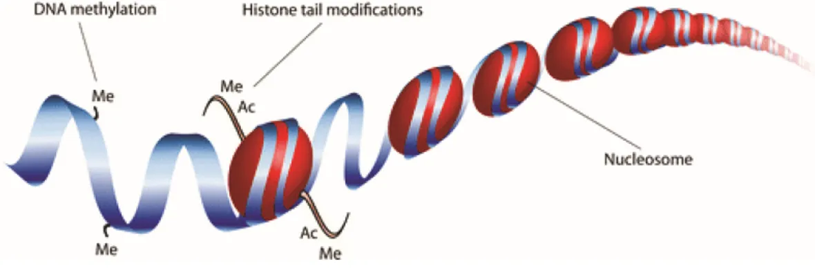 Figure 1. Epigenetic mechanisms of gene regulation. DNA is wrapped around histones and 