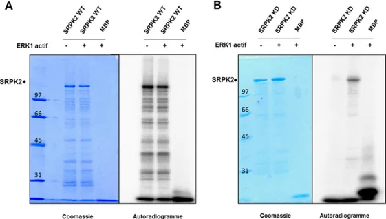 Figure 2-4  Phosphorylation in vitro de SRPK2 par ERK1/2 