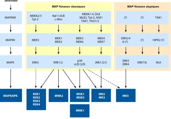 Figure 1-1  Les voies de signalisation MAP Kinases 