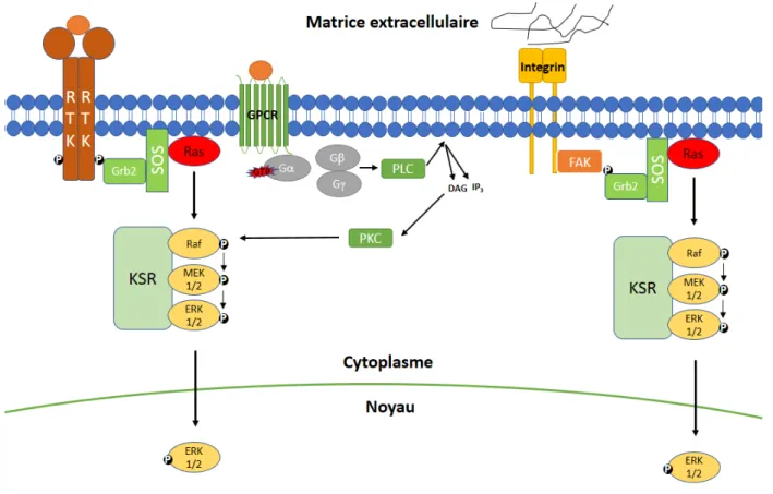 Figure 1-4  Résumé des principaux modes d’activation de la voie MAPK 