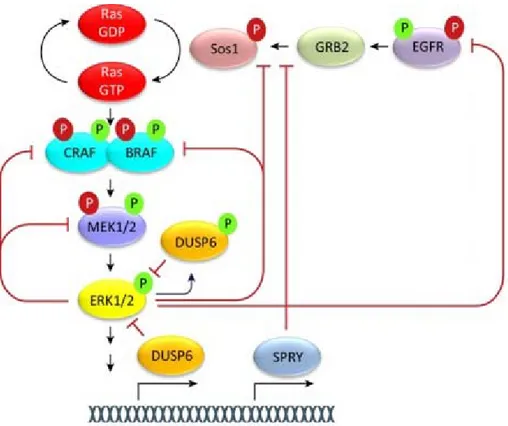 Figure 1-5  Résumé de plusieurs des boucles de rétro-inhibition de la voie MAP Kinase 