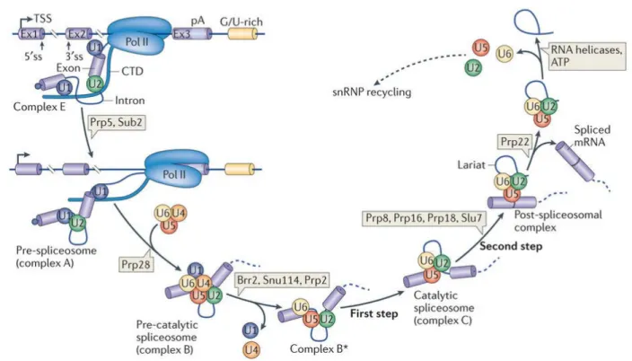 Figure 1-6  Assemblage du spliceosome et excision de l’intron 