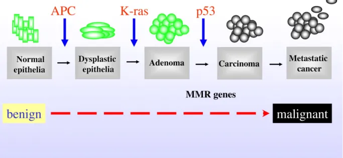 Figure 1-8   Le modèle en trois étapes du développement du cancer colorectal 