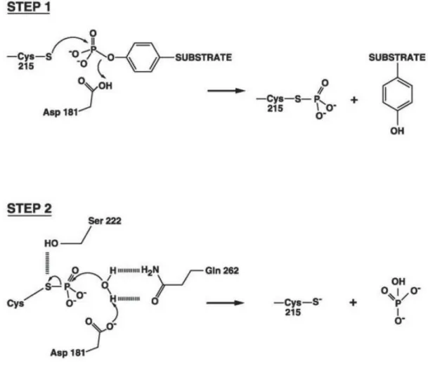 Figure  1.5.  Mécanisme  d’action  de  PTP1B.  PTP1B  catalyse  la  déphosphorylation  de  son  substrat via un mécanisme en deux étapes
