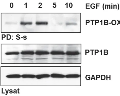 Figure 3.2. L’activation du récepteur à l’EGF induit l’oxydation réversible de PTP1B dans  les  cellules  humaines  en  culture
