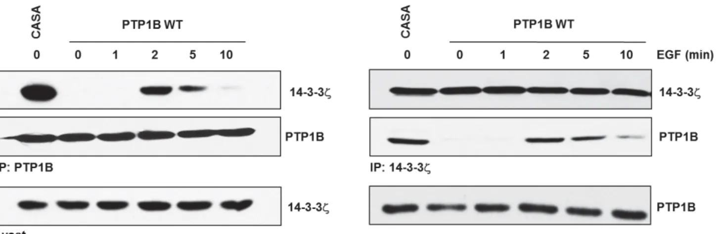 Figure  3.3.  L’oxydation  de  PTP1B  induit  une  nouvelle  interaction  avec  14-3-3 ]]