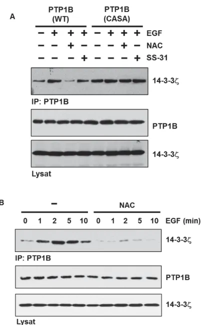 Figure  3.4.  L’interaction  entre  PTP1B  et  14-3-3 ]]  dépend  de  la  production  de  ROS  cytosoliques