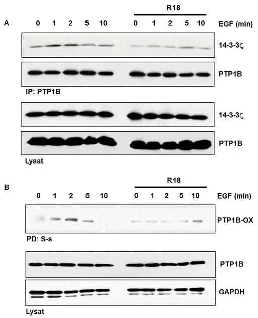 Figure 3.5. Le R18 bloque l’interaction entre PTP1B oxydé et 14-3-3 ]]. (A) Une IP de PTP1B  a été effectuée à partir de lysats de cellules HEK293T stimulées à l’EGF, en présence ou non  d’un inhibiteur des 14-3-3, le R18