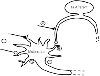 Figure 4. Schematic depiction of the H-reflex control system 