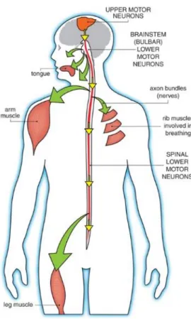 Figure 1.  Neurones  moteurs  affectées  dans  la  SLA  et  leurs  cibles  musculaires