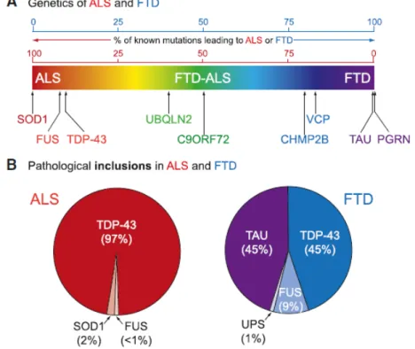 Figure 2.  Chevauchements cliniques génétiques et pathologique entre la SLA et la  FTD