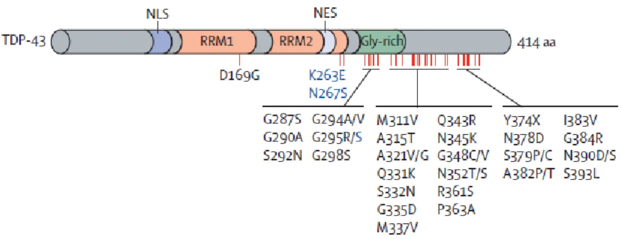 Figure 3.  Schéma de la structure de TDP-43 et de ces mutations identifiées dans la  SLA et dans la FTD