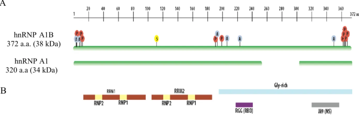 Figure 4.  Schéma des structures d’hnRNP A1. Inspirée de Jean-Philippe et al. 2013 