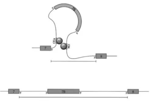 Figure 5.  Modèle  de  l’épissage  alternatif  d’hnRNP  A1.  Inspirée  de  Blanchette  et 