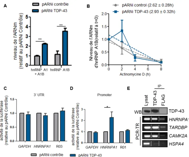 Figure 7.  TDP-43  lie  et  régule  l’ARNm  d’hnRNP  A1.  (A)  PCRq  avec  des  sondes 