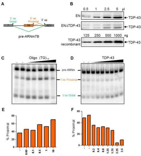 Figure 8.  TDP-43  influence  la  sélection  du  site  d’épissage  du  pré-ARM  d’HNRNPA1 in vitro